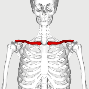 Clavicle Fracture Prevention